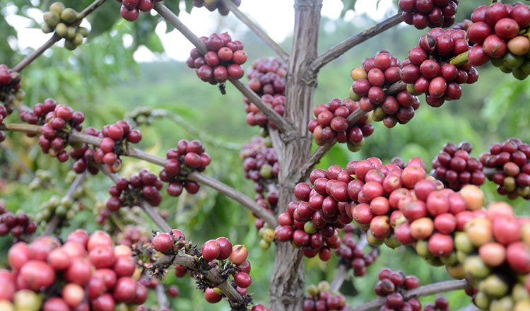 12-Coffee-feature-Chea-Vannak-4