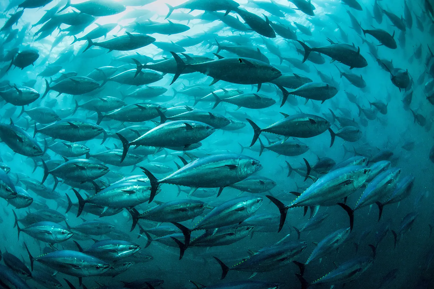 Baja-Aquafarms_bluefin-tuna_1500
