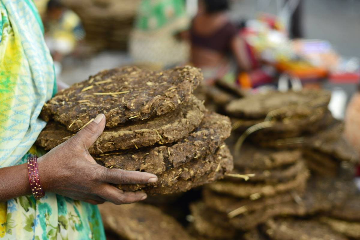 Cow-dung
