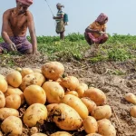 potato-farming-guide-2026-01-22-19-49-08