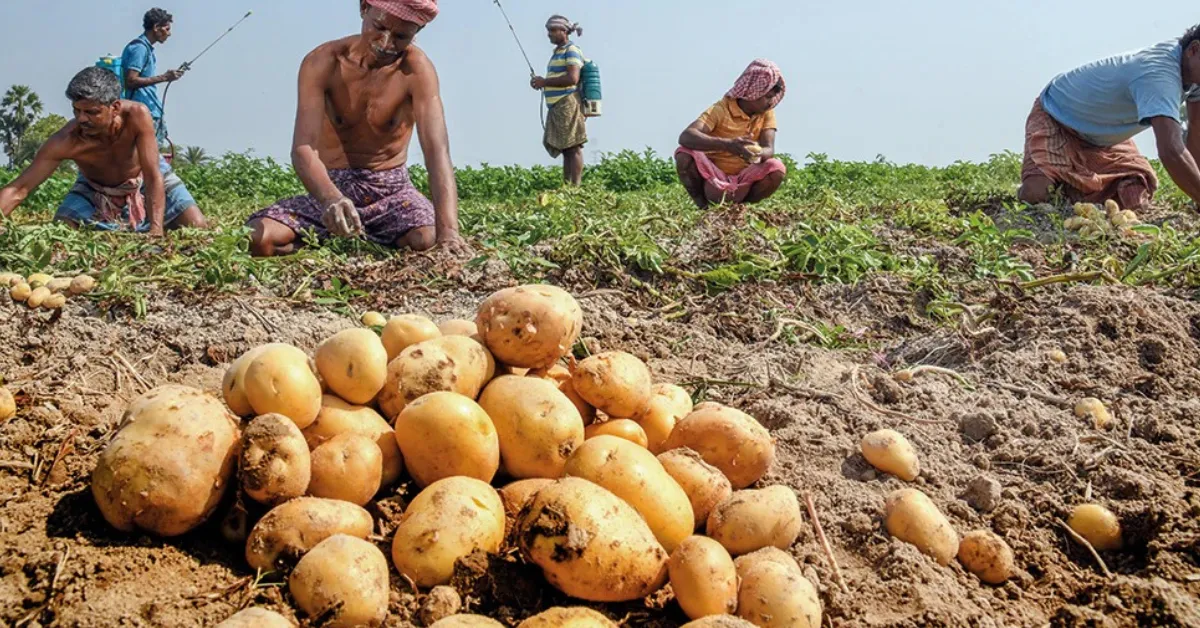 potato-farming-guide-2026-01-22-19-49-08