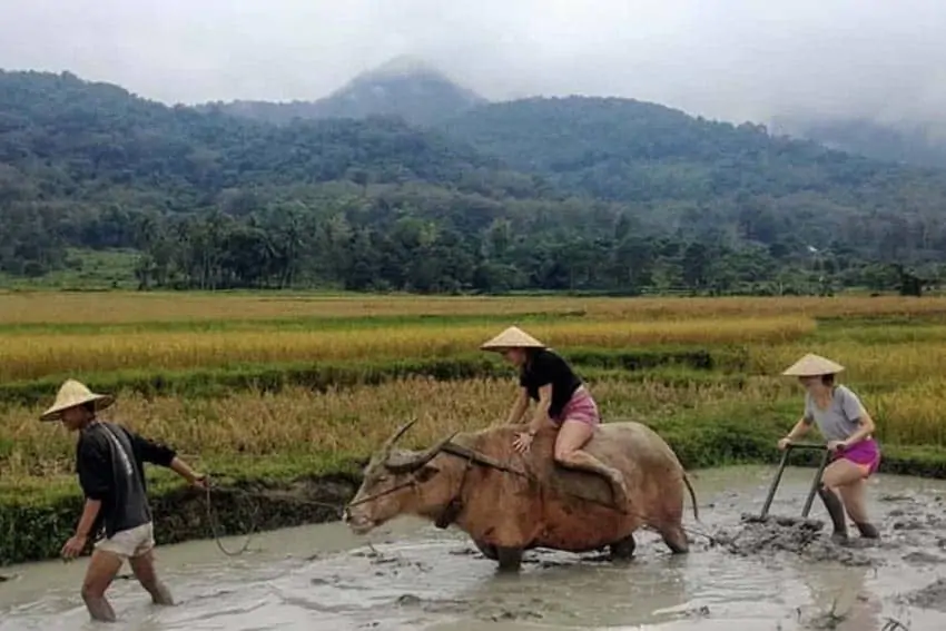 rice-farming-laos