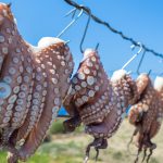 sun-dried-octopus-traditional-fishing-in-greece-2026-03-16-06-45-17-utc