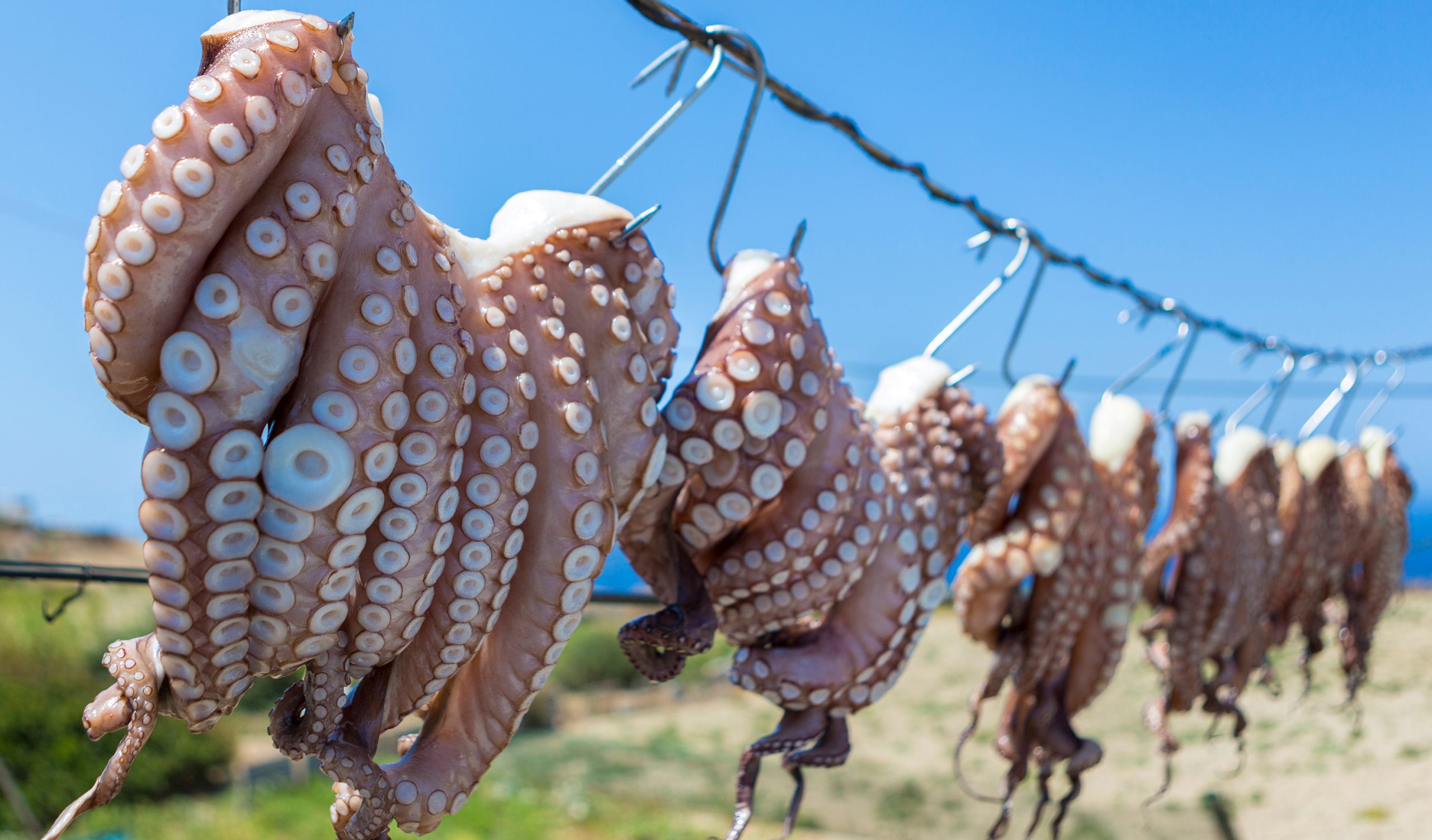 sun-dried-octopus-traditional-fishing-in-greece-2026-03-16-06-45-17-utc