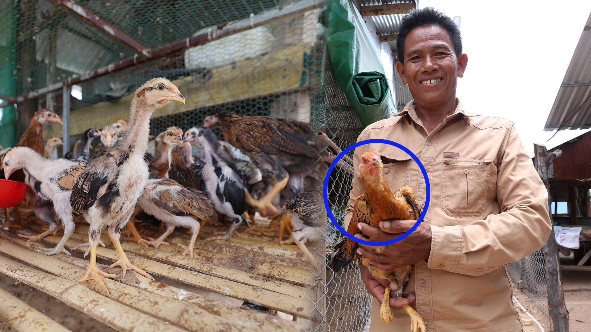 កូនមាន់​