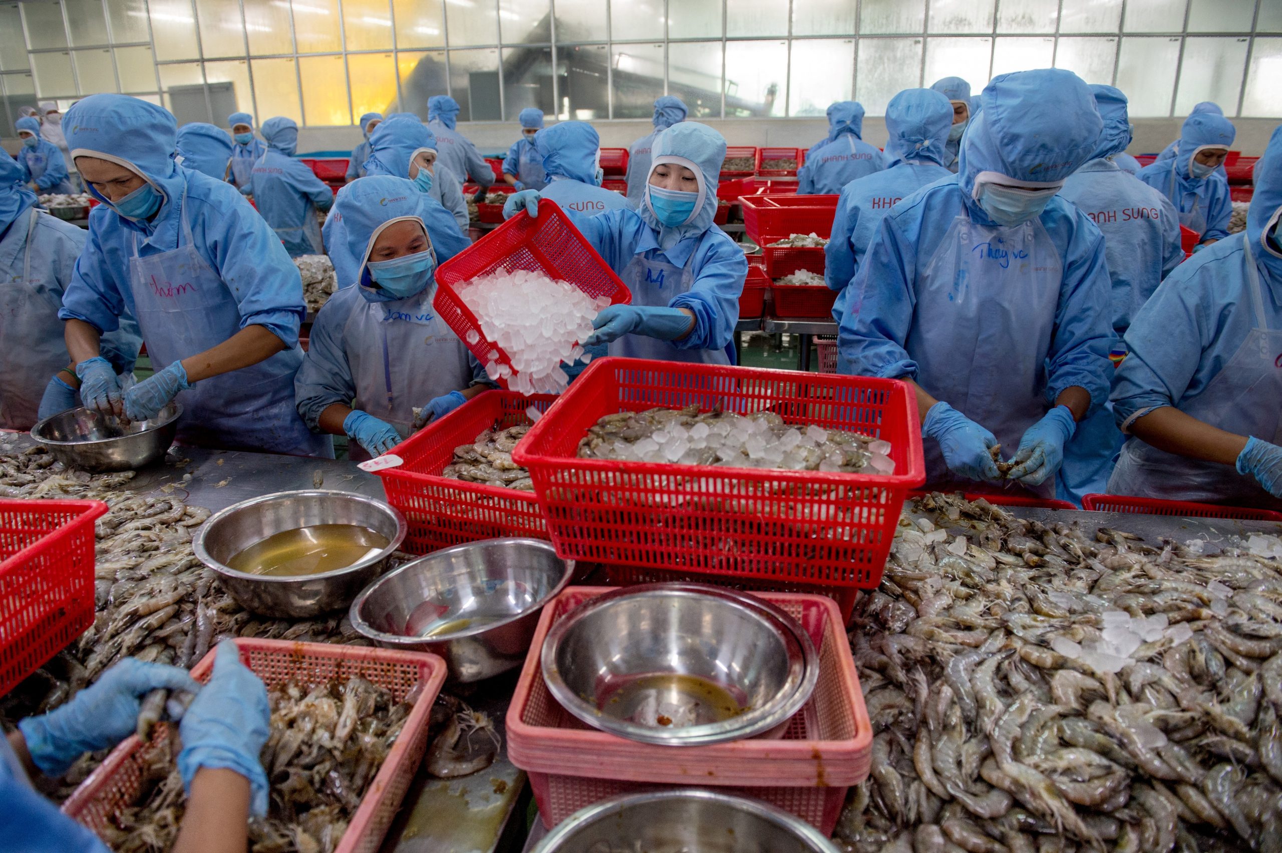 VIETNAM-ECONOMY-FARMING-AGRICULTURE-SHRIMP