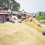 Good-harvest-2