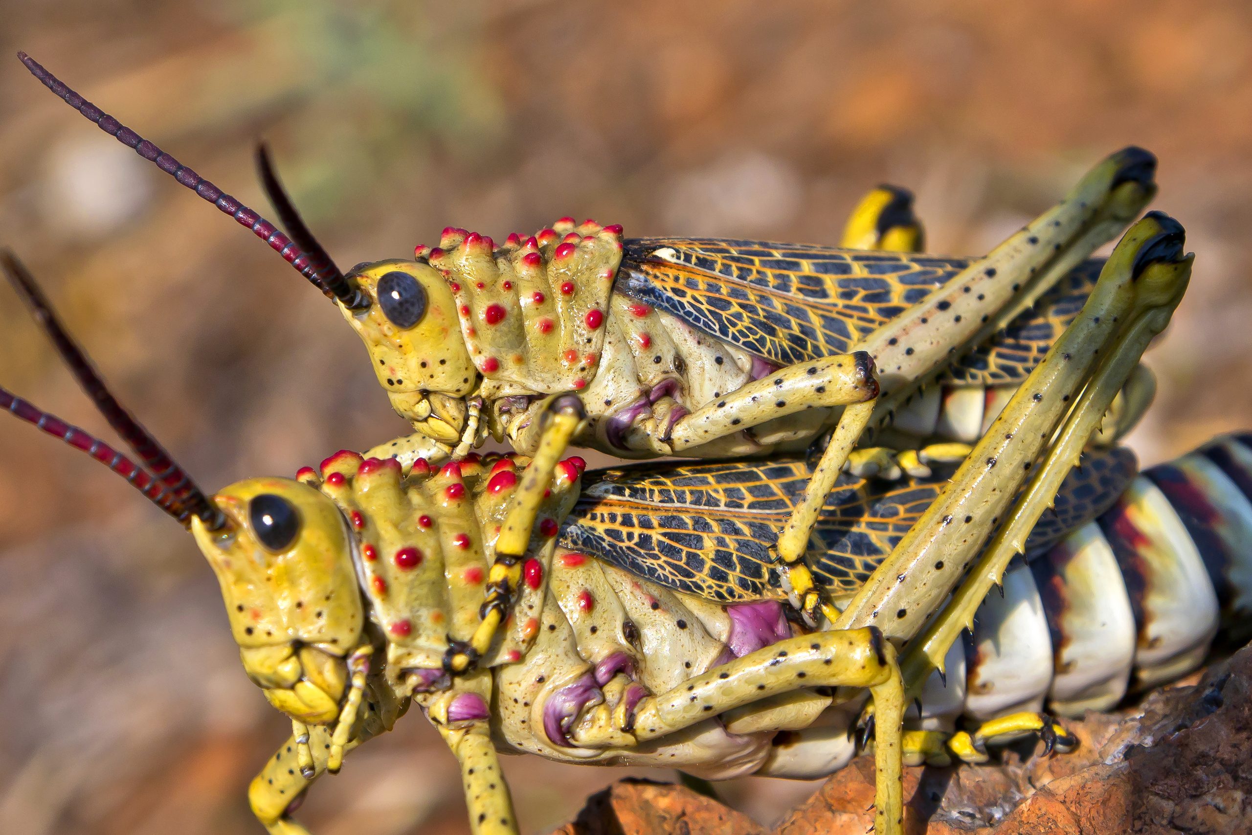 Grasshoppers, Kruger National Park, South Africa