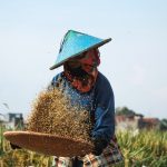 hardworking-farmer-winnowing-rice-in-the-fields-2026-09-23-06-44-11-utc
