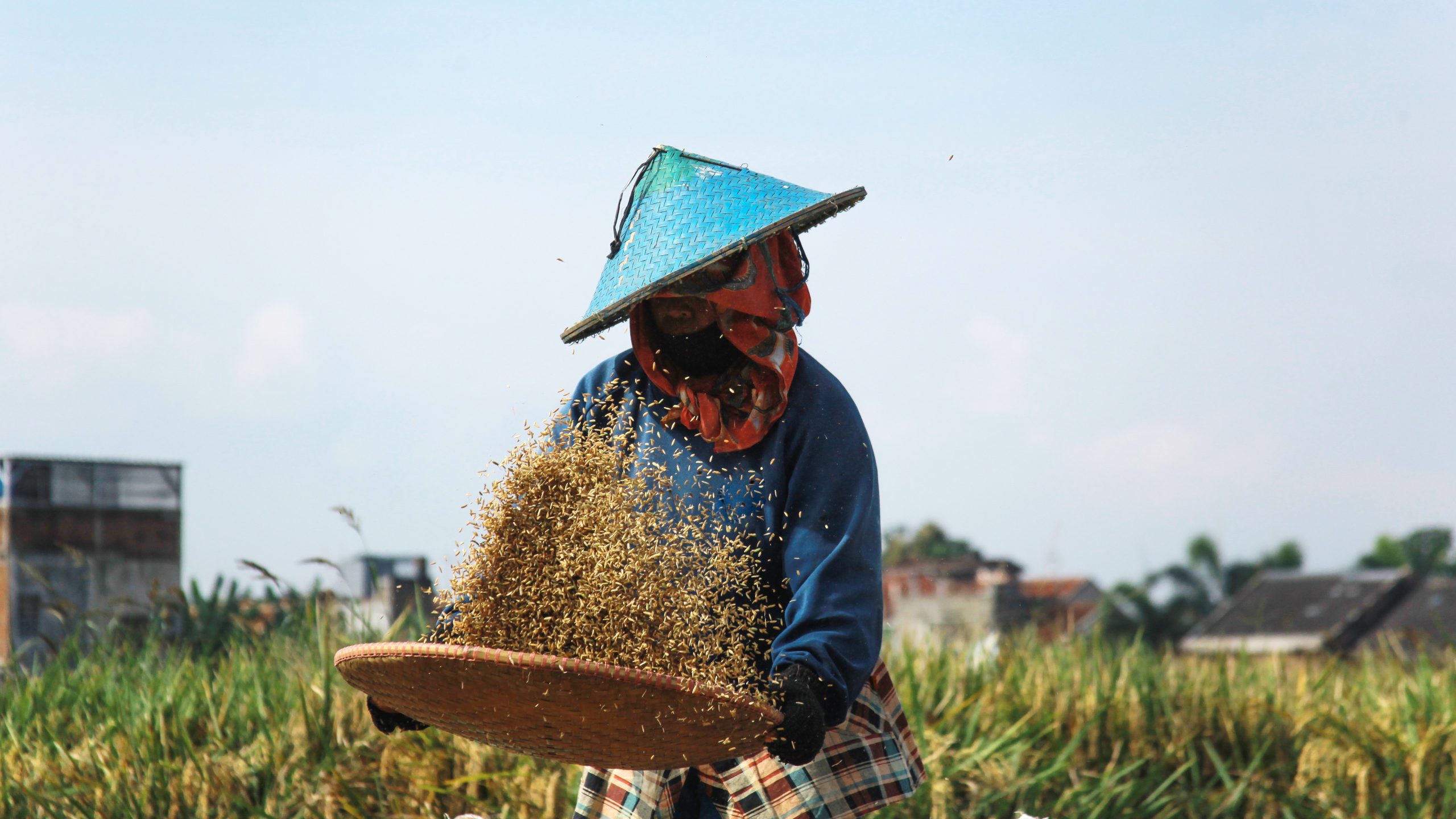 hardworking-farmer-winnowing-rice-in-the-fields-2026-09-23-06-44-11-utc