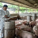 Asian veterinarian working and checking the pig in hog farms, an