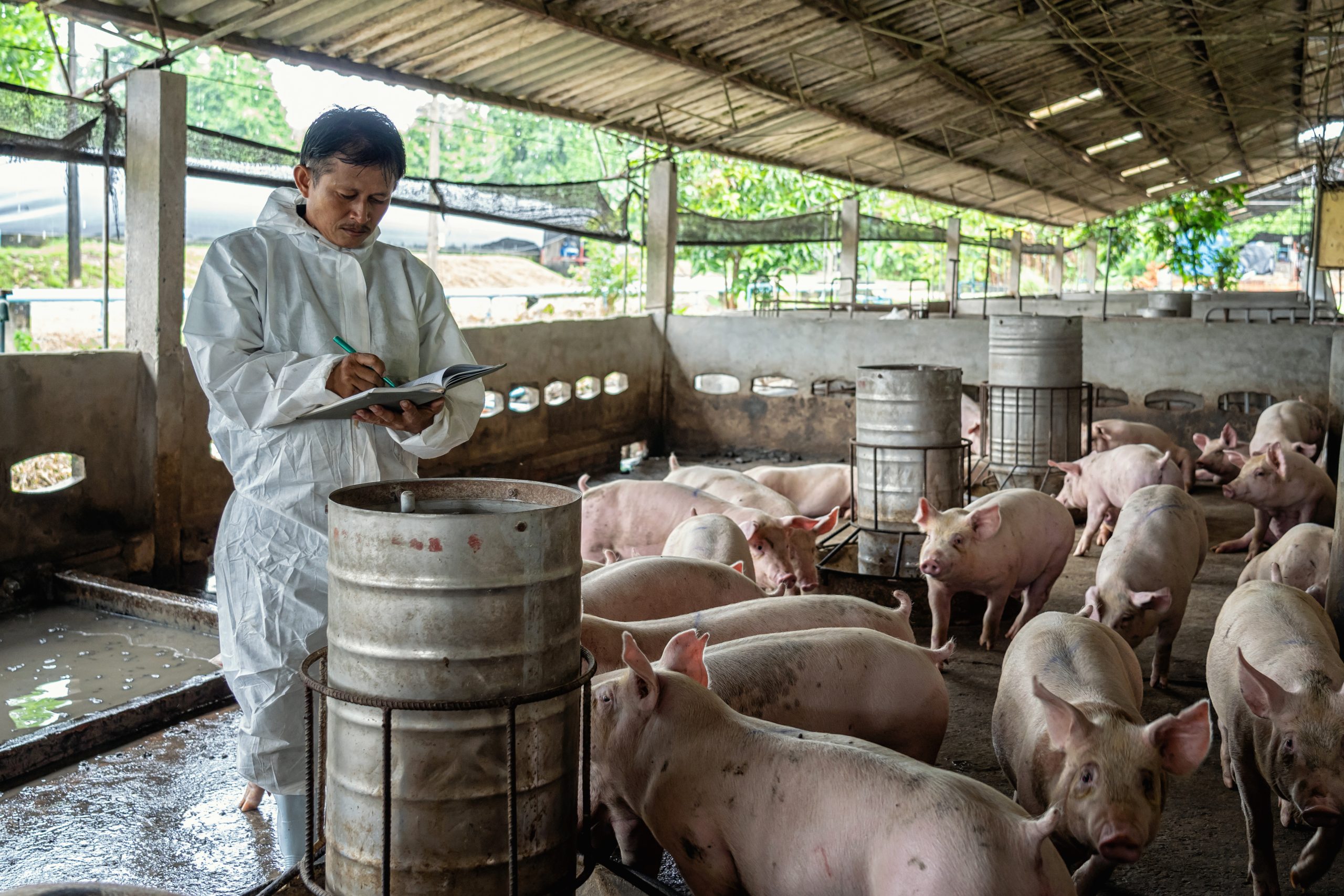 Asian veterinarian working and checking the pig in hog farms, an