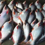 Closeup of prepared basa fish on the ground under the lights
