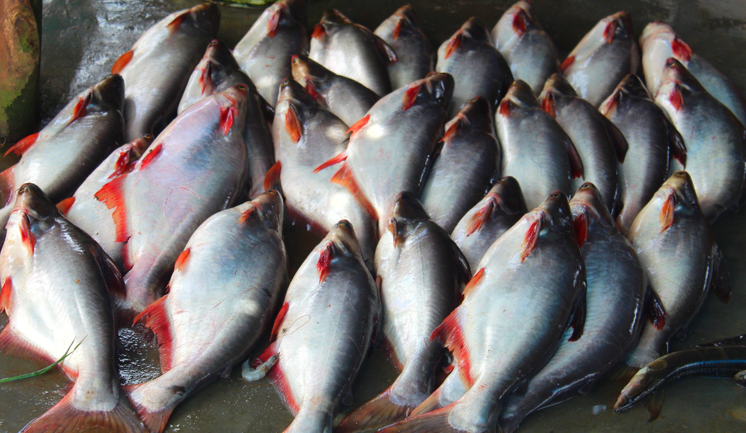 Closeup of prepared basa fish on the ground under the lights