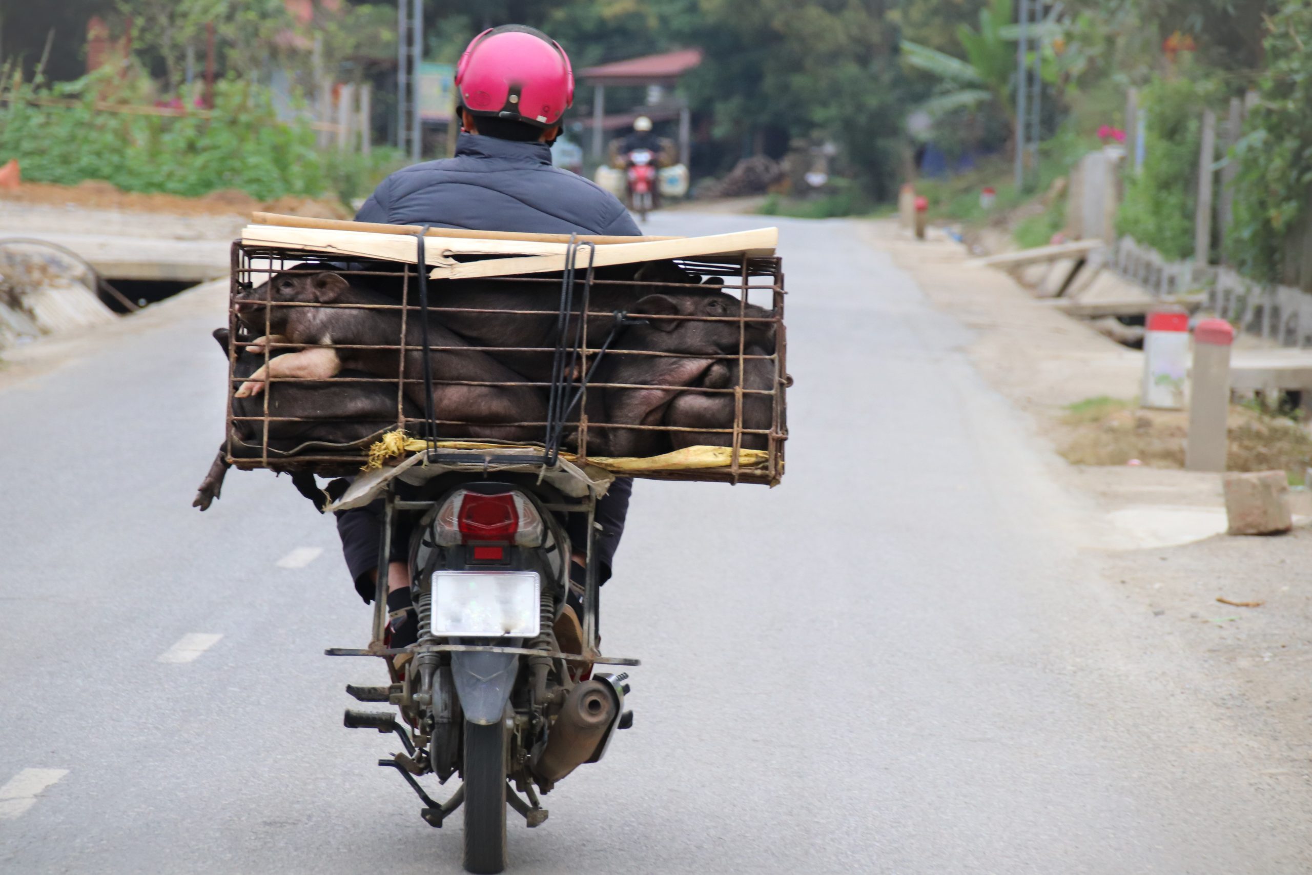 Back view of a motorcycle with a cage full of pigs