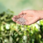 Woman pouring fertilizer on blurred background, closeup with space for text. Gardening time